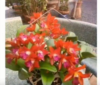 Dòng Cattleya hoa chùm như trái banh - Tú Cầu Đỏ