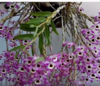 Độc đáo Dendro Mùa xuân Úc, cây có hoa chơi Tết