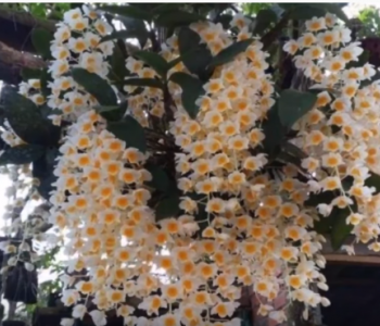 Hoa lan dành cho mùa Tết - Thời điểm vàng để kích hoa