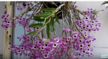 Độc đáo Dendro Mùa xuân Úc, cây có hoa chơi Tết