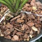 Chất trồng dành cho Kiếm và Giả hạc, Phi điệp