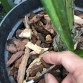 Chất trồng dành cho Kiếm và Giả hạc, Phi điệp