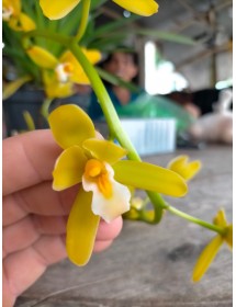 Kiếm xanh Huế_bán theo thân Gía Theo Thị Trường