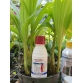 AMISTAR TOP 325SC – THUỐC ĐẶC TRỊ BỆNH XÌ MŨ, NỨT VỎ, VÀNG LÁ, RỈ SẮT, PHẤN TRẮNG TRÊN CÂY TRỒNG - 100ml