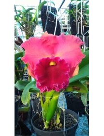 CATTLEYA 155 - BÁN THEO LÁ
