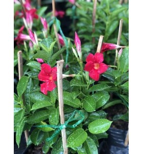 C&Acirc;Y TRANG Đ&Agrave;I