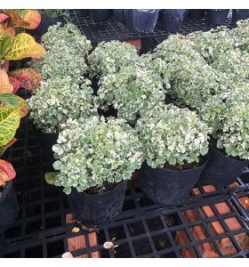 ĐINH LĂNG L&Aacute; CẨM THẠCH