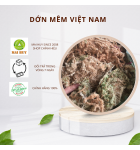 Dớn mềm "Việt nam" Giá thể trồng cây