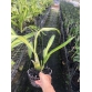 Hoàng hậu lá phát tài