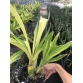 Hoàng hậu lá phát tài