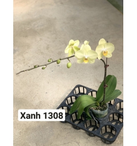 HỒ ĐIỆP XANH 1308