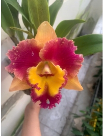 CATTLEYA WELLCOME – VẺ ĐẸP RỰC RỠ CHÀO ĐÓN