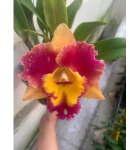 CATTLEYA WELLCOME &ndash; VẺ ĐẸP RỰC RỠ CH&Agrave;O Đ&Oacute;N