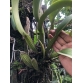  Lc. Dinad “Blue Haven’’ AM/AOS