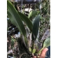 LC NICE HOLIDAY SUNTOPIA Catt “ Chớp “ : Quỷ Hawaii