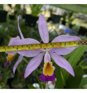 C. Eldorado ( concolor x coerulea)