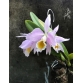 C. Eldorado var concolor  ( self )