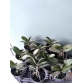 Hồ điệp xưa Dorital_cây TRUNG