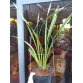 Địa lan cợp vàng - Cymbidium Chen's Ruby 'Gold Tiger' 