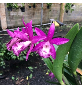 BC MAIKA  X  C.SPHIA MARTIN X   C. THOSPOL  SPOT -Brassavola Tím đậm - Đài Loan 