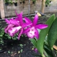 BC MAIKA  X  C.SPHIA MARTIN X   C. THOSPOL  SPOT -Brassavola Tím đậm - Đài Loan 