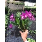 BC MAIKA  X  C.SPHIA MARTIN X   C. THOSPOL  SPOT -Brassavola Tím đậm - Đài Loan 