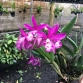 BC MAIKA  X  C.SPHIA MARTIN X   C. THOSPOL  SPOT -Brassavola Tím đậm - Đài Loan 