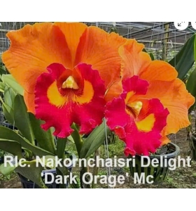 RLC NAKOMCHAISRI DELIGHT  1 DARK ORAGE 2024