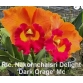 RLC NAKOMCHAISRI DELIGHT  1 DARK ORAGE 2024