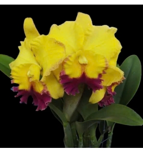 RLC ATARDECER PALMORENO THONGSUK DELLGHT 1 2024