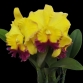 RLC ATARDECER PALMORENO THONGSUK DELLGHT 1 2024