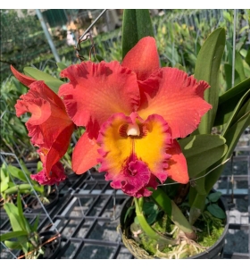 RLC TUNGNOI ORANGE 2024