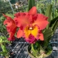 RLC TUNGNOI ORANGE