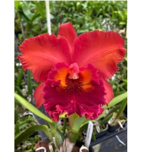 RLC NAKIMCHAISRI RED 2024