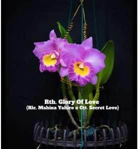 Rth. Glory Of Love  (Rlc. Mahina Yahiro x Ctt. Secret Love) 2024