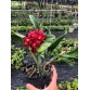 CTT MINI DORIS RED DRAGON " MẮT RỒNG "