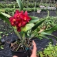 CTT MINI DORIS RED DRAGON " MẮT RỒNG "