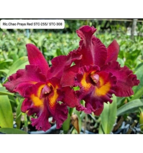 RLC CHAO PRAYA RED 2024