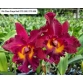 RLC CHAO PRAYA RED 2024