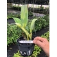 RLC SUBPRASERT RED