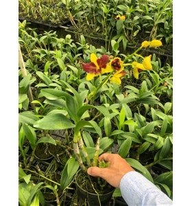 Dendro. đột biến 3 vàng 3 đỏ