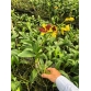 Dendro. đột biến 3 vàng 3 đỏ
