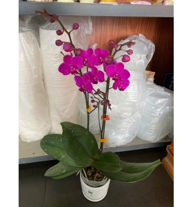 Hồ điệp Mãn thiên hồng Vòi và Hoa