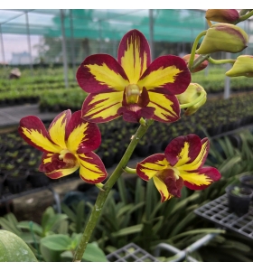Dendro chớp Vàng đỏ xưa (hàng xịn)
