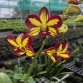 Dendro chớp Vàng đỏ xưa (hàng xịn)