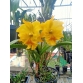 Cattleya Haddyai Delight Xưa