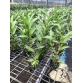 DENDRO NẮNG 4N NEW