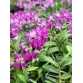 DENDRO PINK ĐỎ XƯA 2024