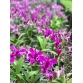 DENDRO PINK ĐỎ XƯA 2024