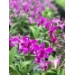 DENDRO PINK ĐỎ XƯA 2024